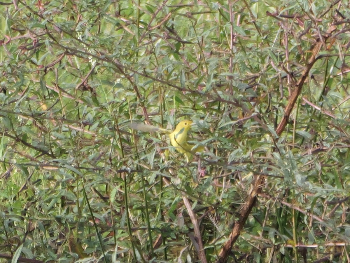 Yellow Warbler - ML641080549