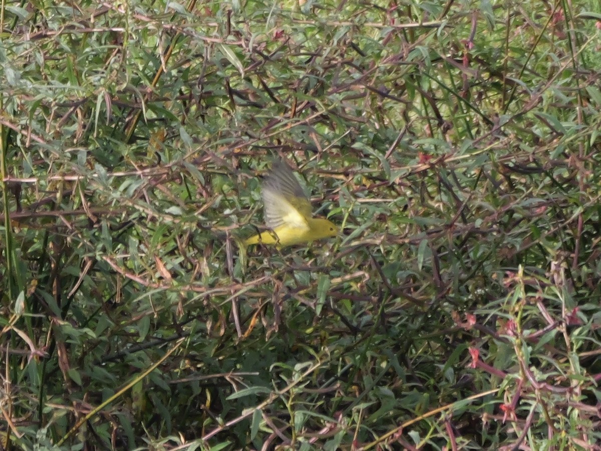 Yellow Warbler - ML641080550