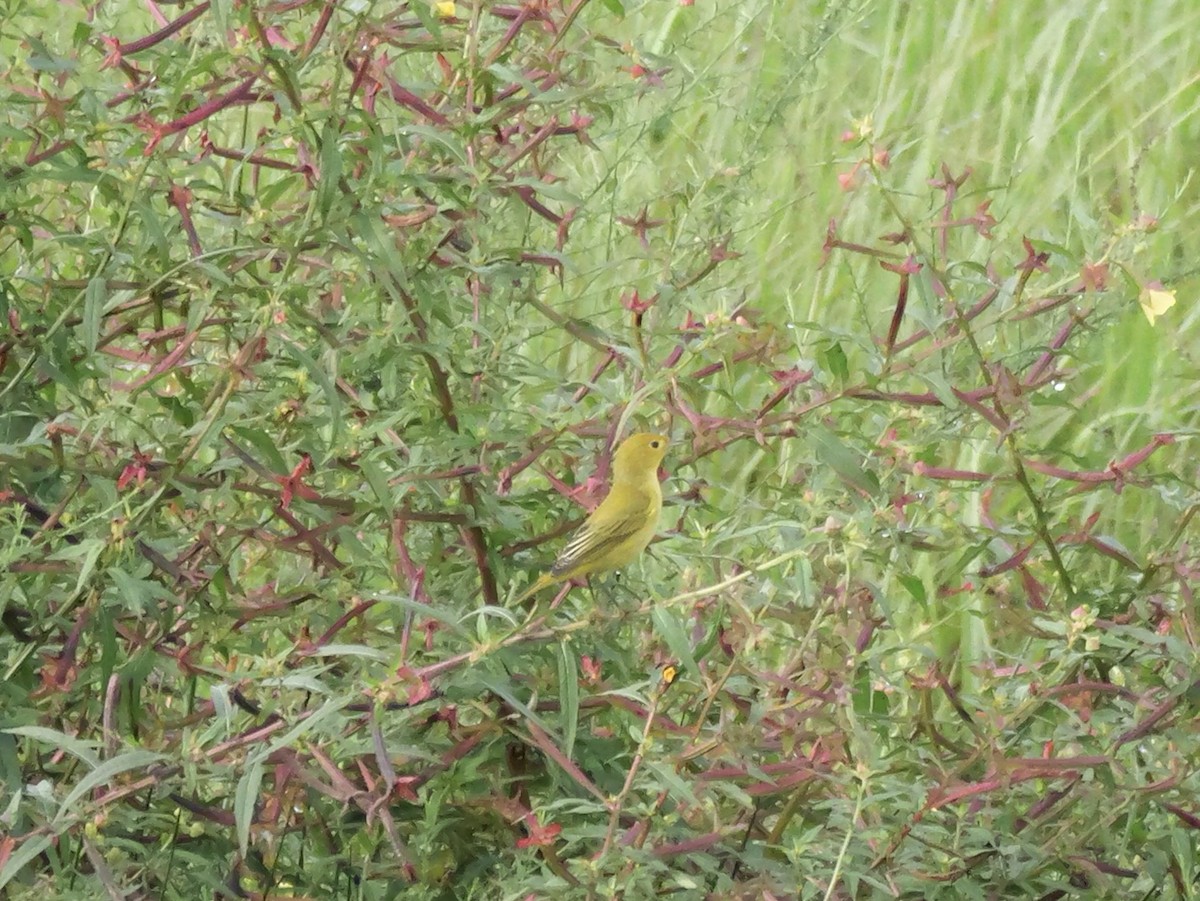 Yellow Warbler - ML641080551