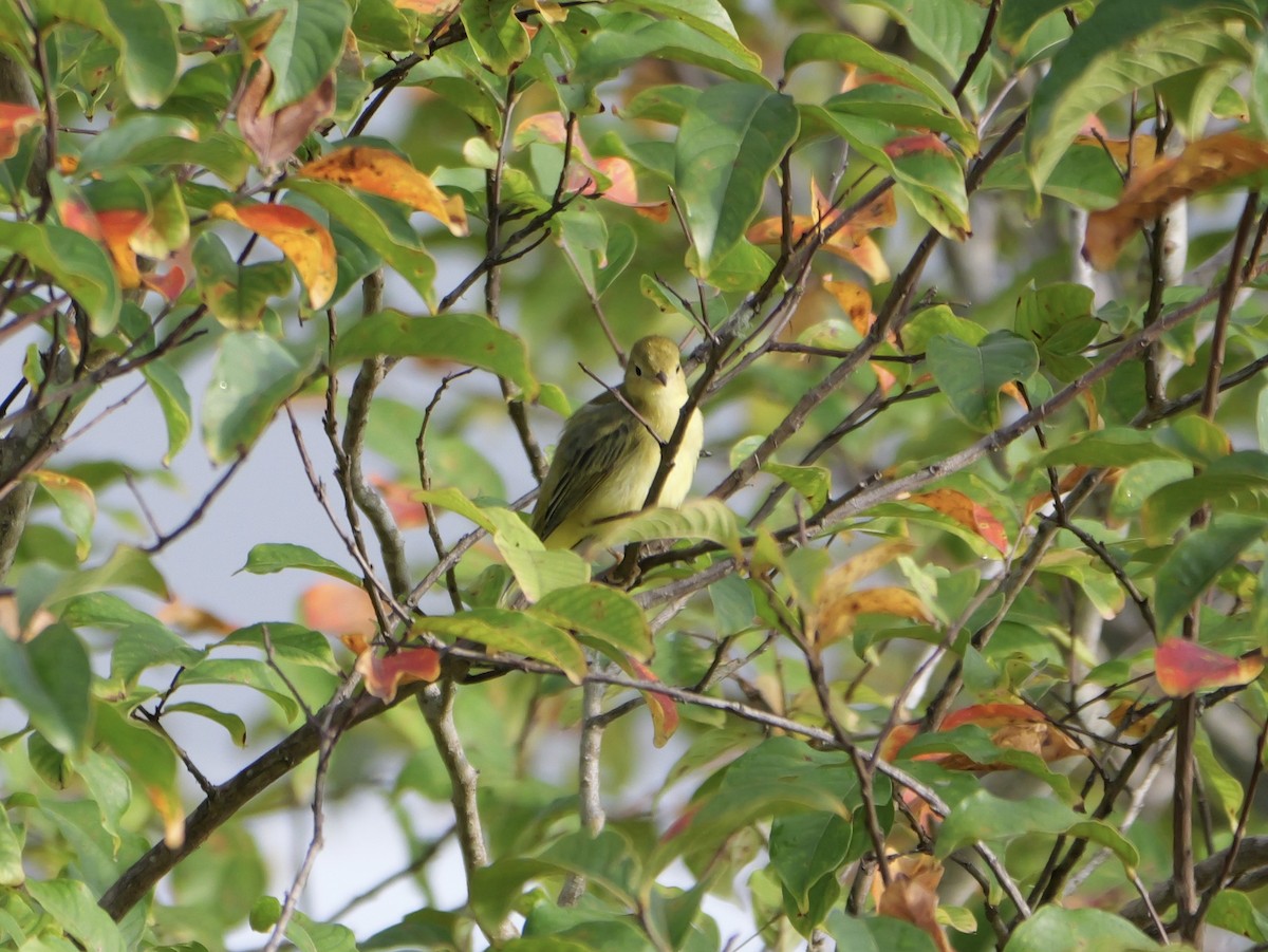 Yellow Warbler - ML641080552