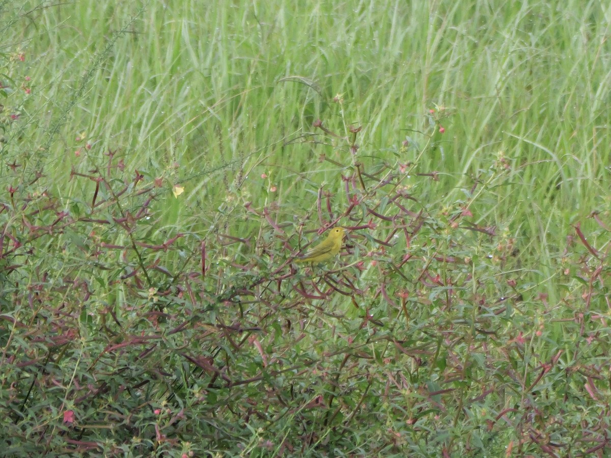 Yellow Warbler - ML641080554