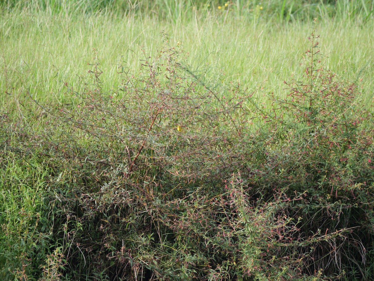 Yellow Warbler - ML641080555