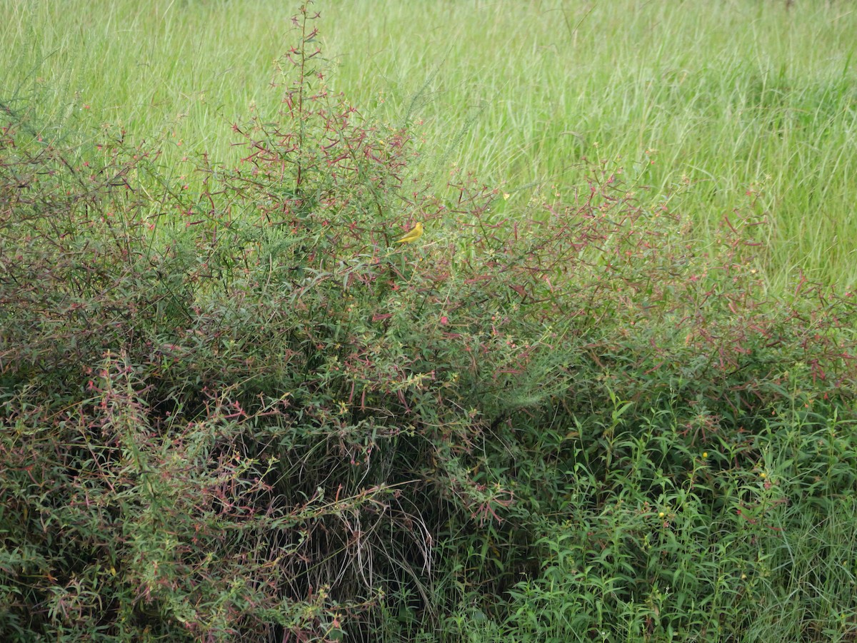 Yellow Warbler - ML641080556