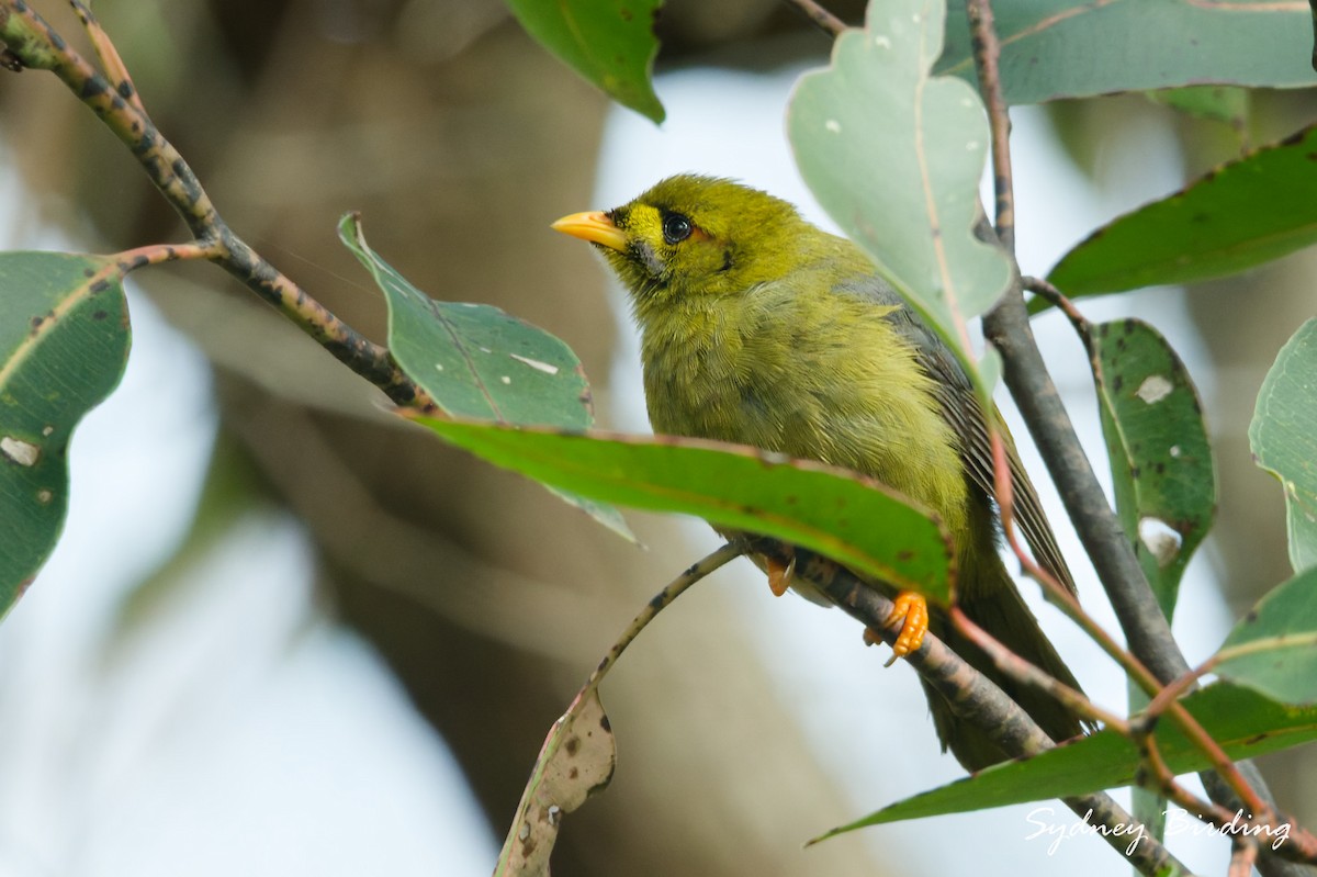 Bell Miner - ML641080558