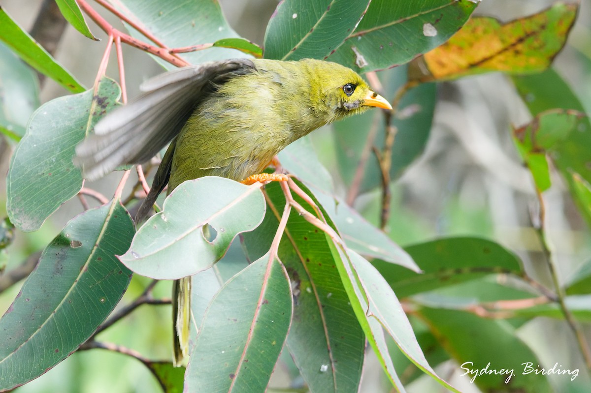Bell Miner - ML641080560
