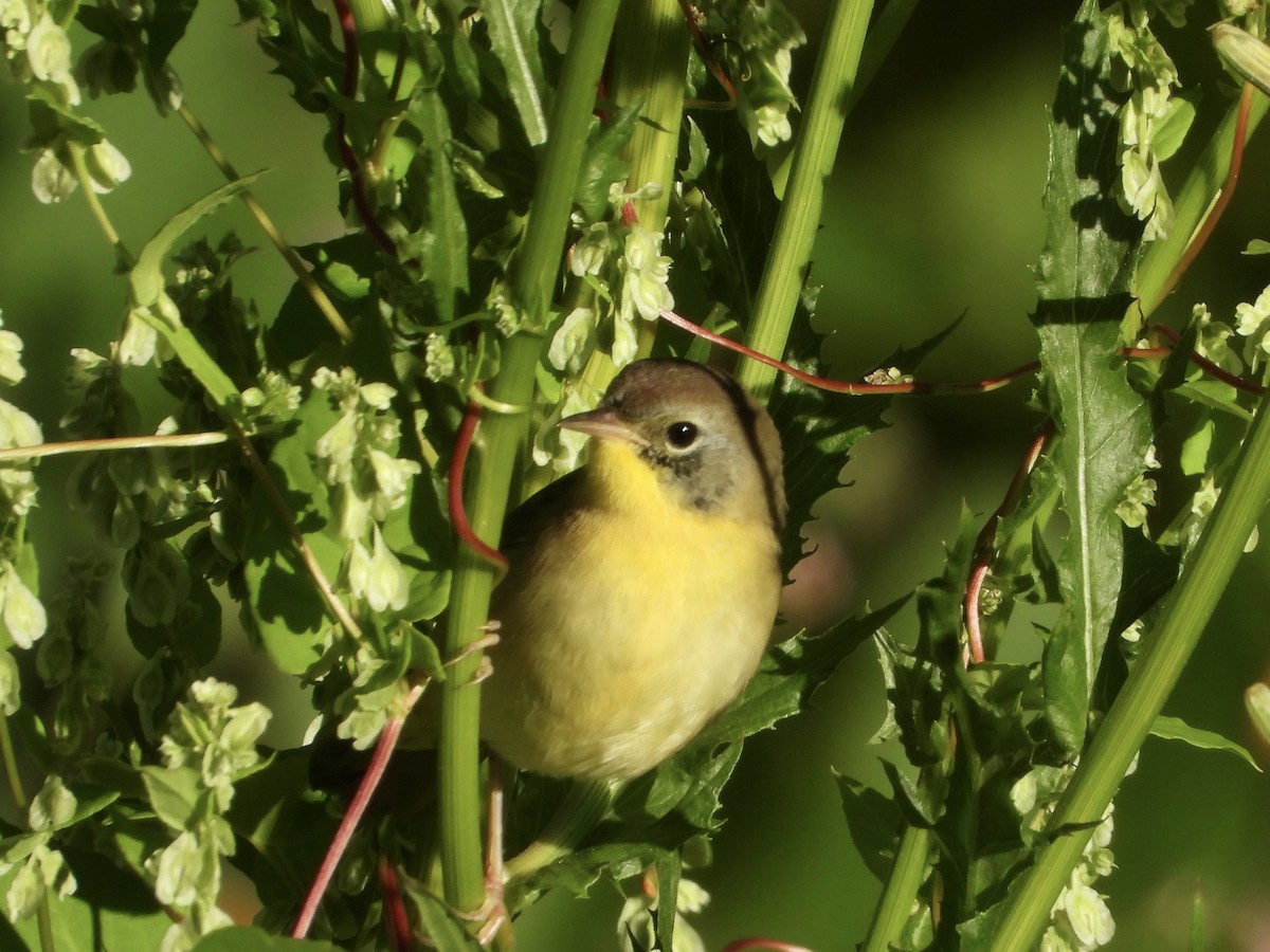 Common Yellowthroat - ML641080569