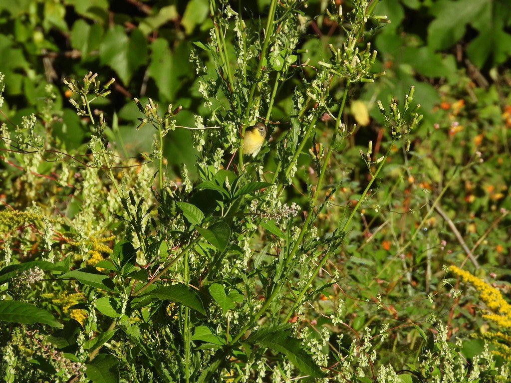 Common Yellowthroat - ML641080570