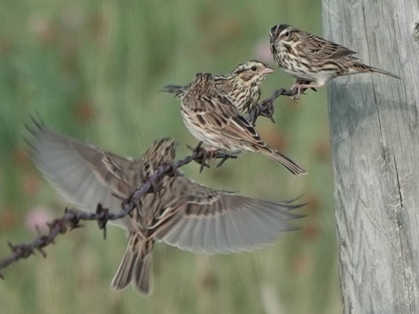 Savannah Sparrow - ML641080572