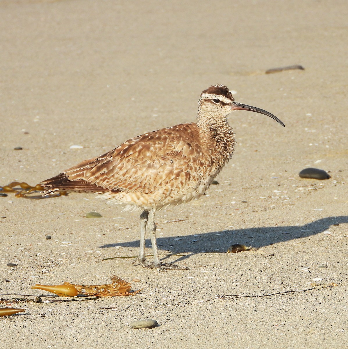 Regenbrachvogel - ML641080573