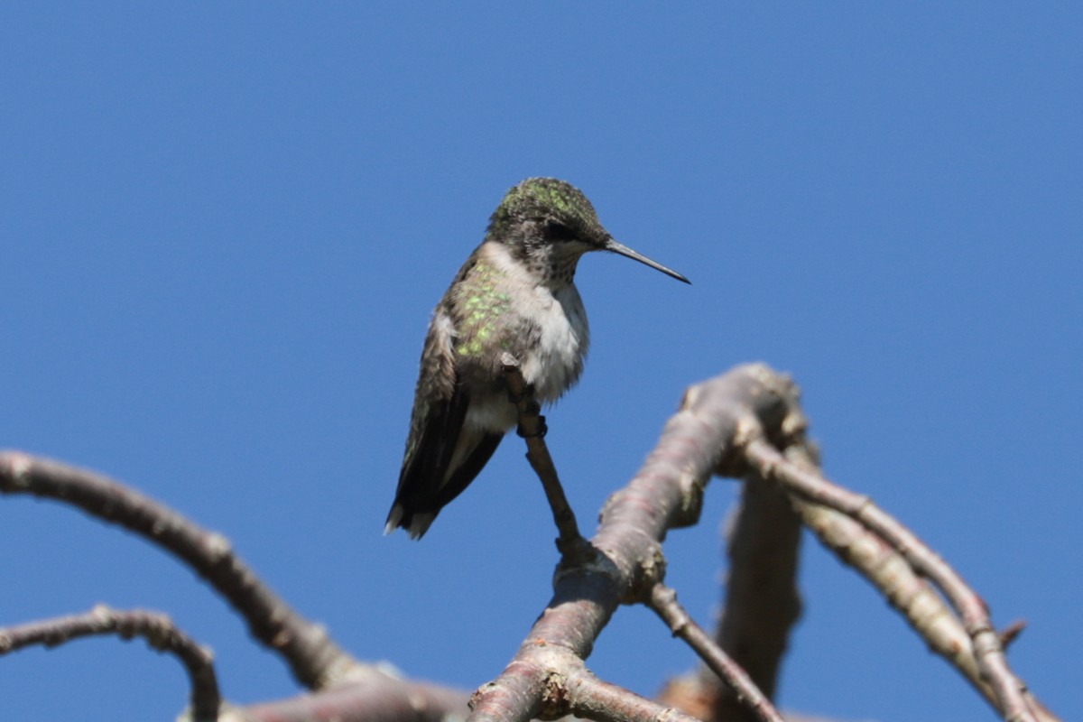 Ruby-throated Hummingbird - ML641080605
