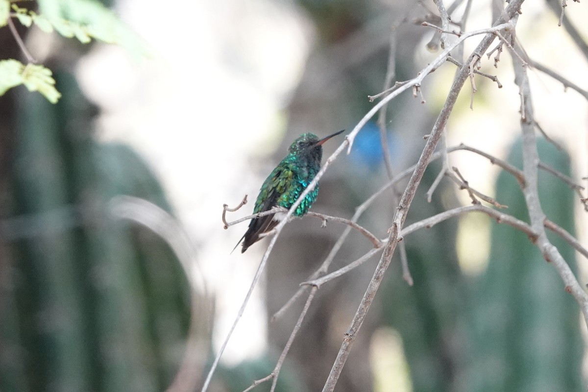 Red-billed Emerald - ML641080615