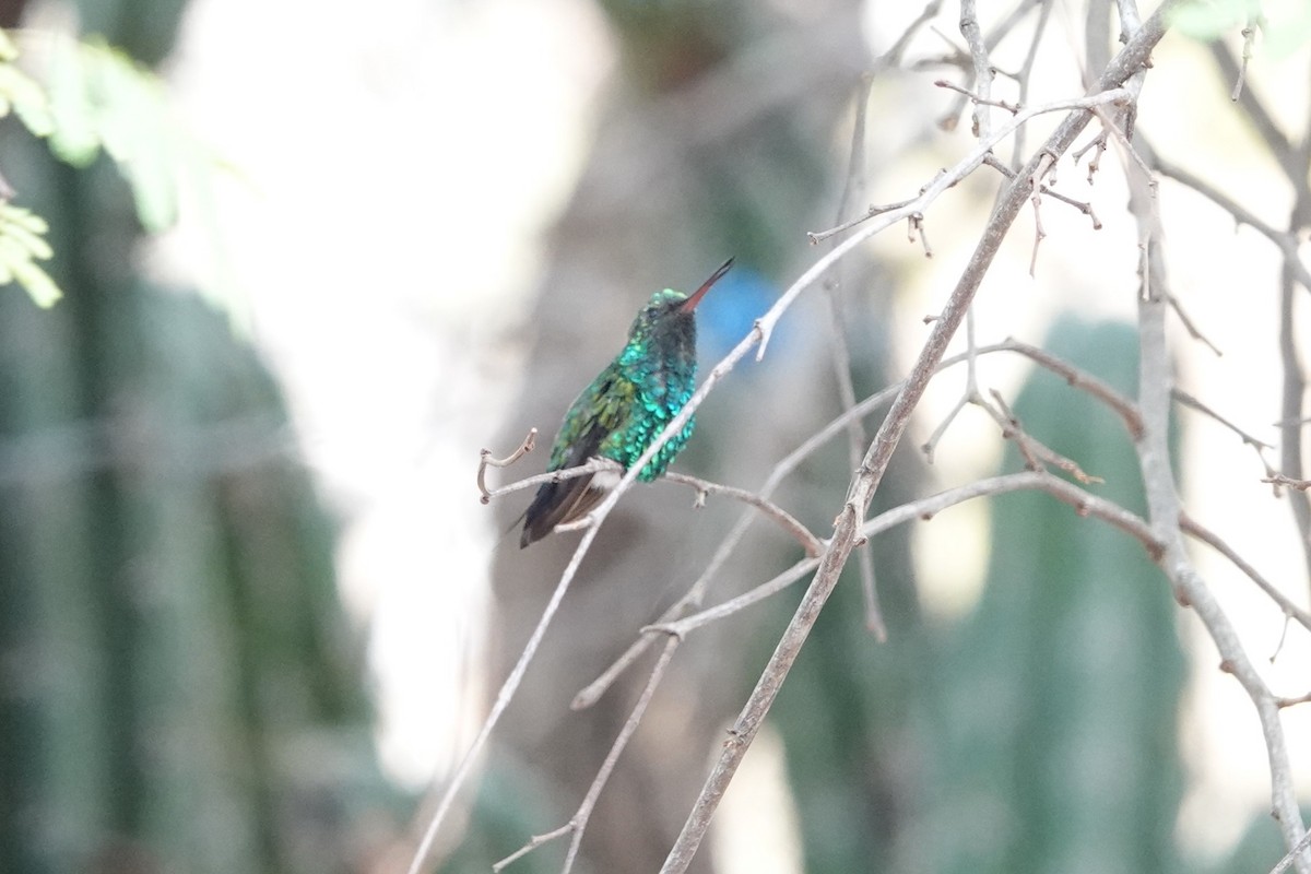 Red-billed Emerald - ML641080616