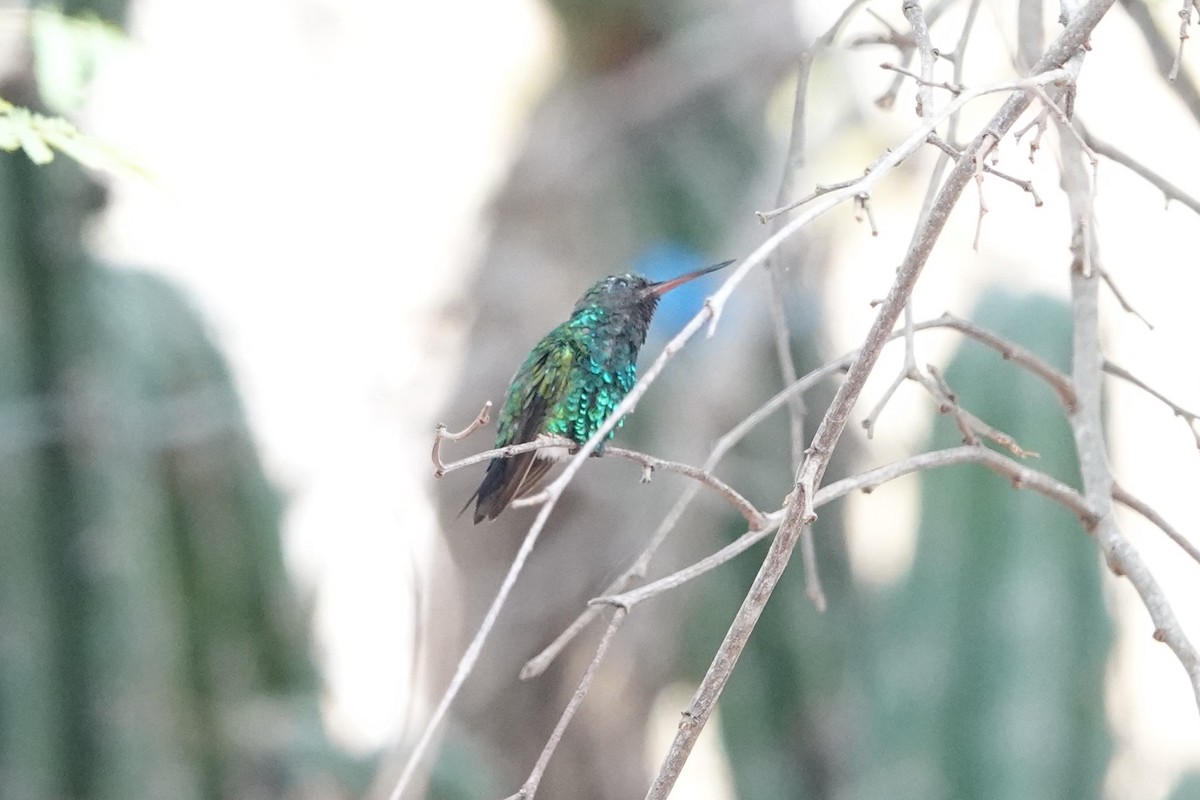 Red-billed Emerald - ML641080617