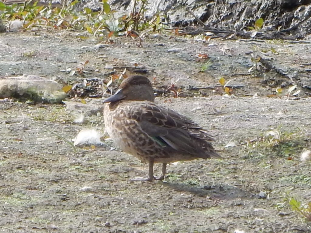 Green-winged Teal - ML641080644