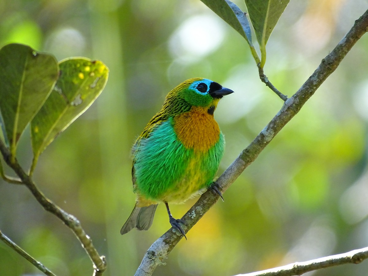 Brassy-breasted Tanager - ML641080668