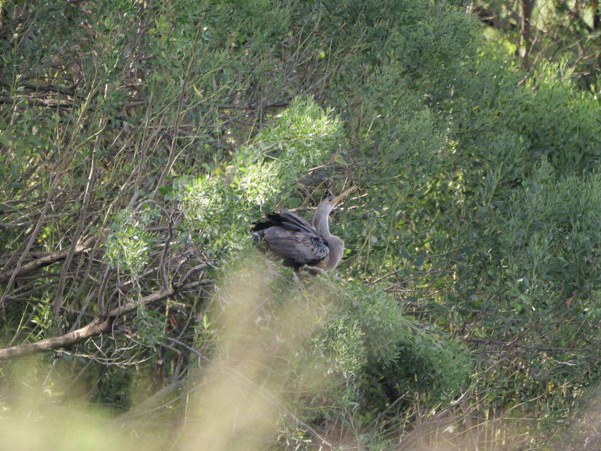 Anhinga - ML641080673