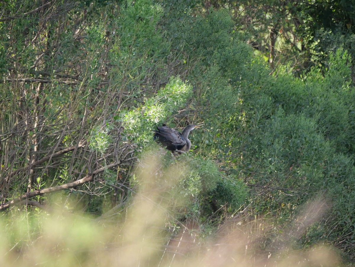 Anhinga - ML641080674