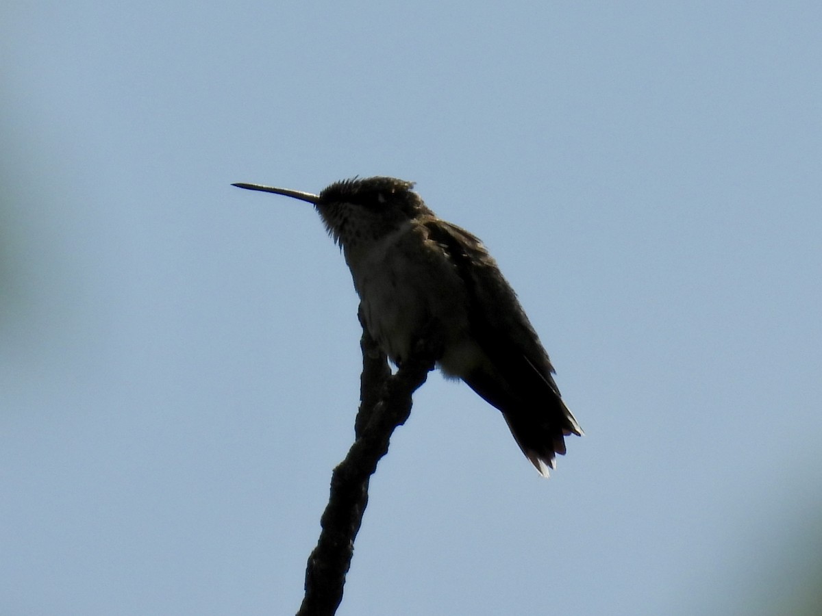 Ruby-throated Hummingbird - ML641080688