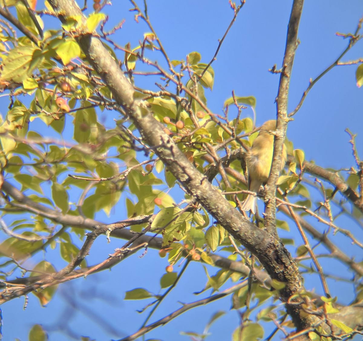 American Goldfinch - ML641080689