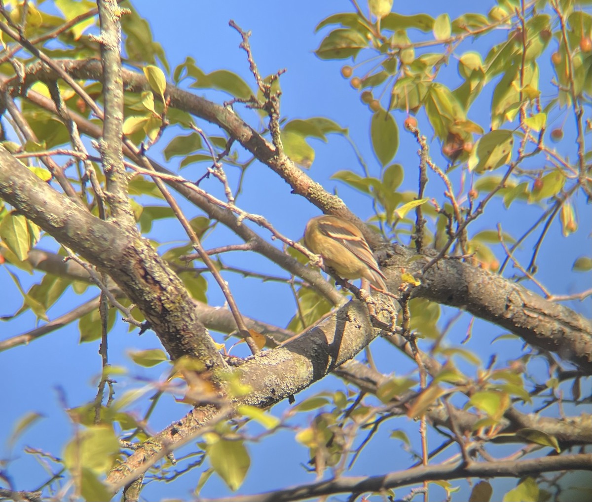 American Goldfinch - ML641080690