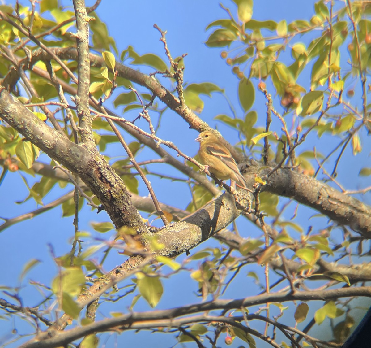 American Goldfinch - ML641080691