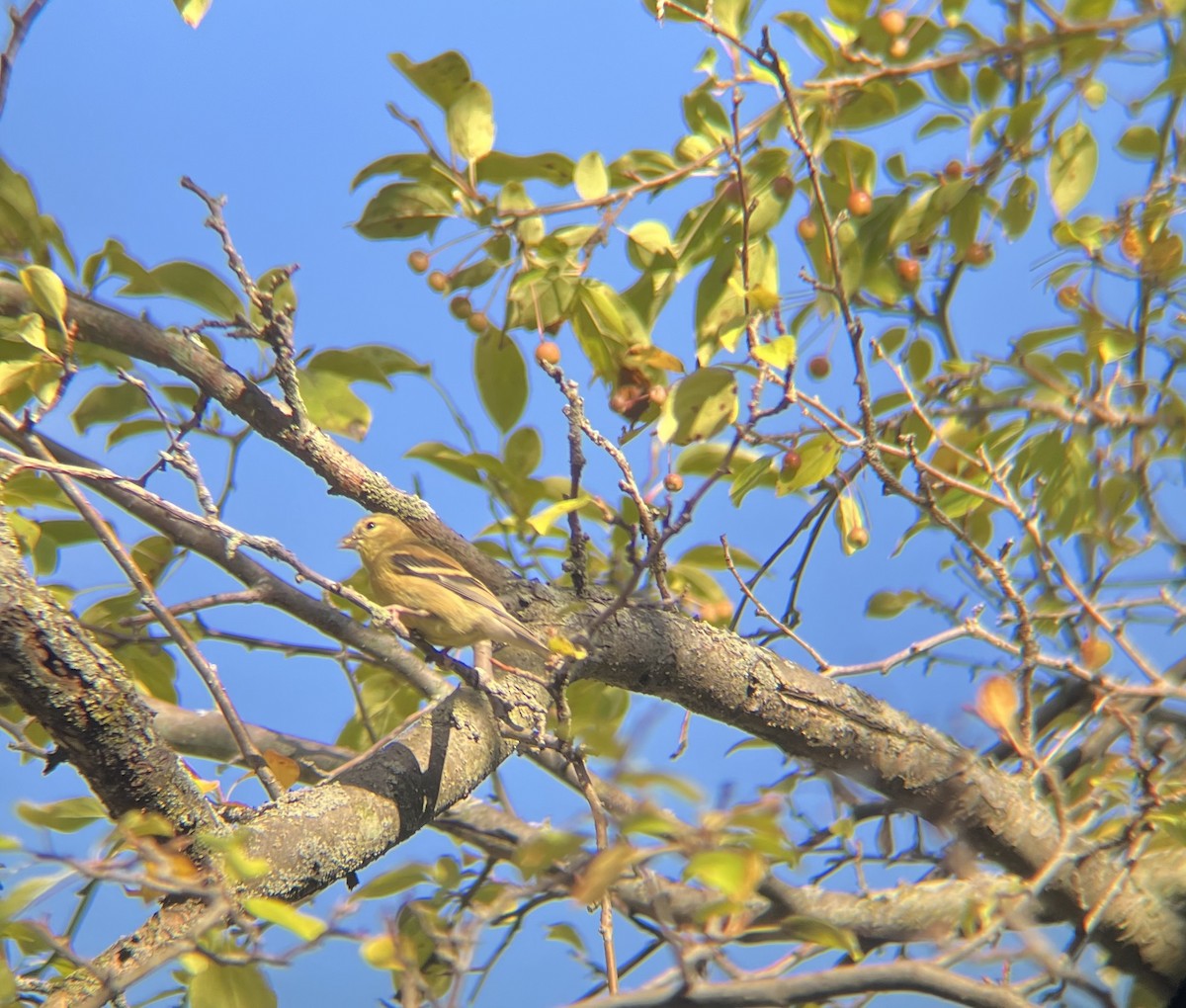 American Goldfinch - ML641080692