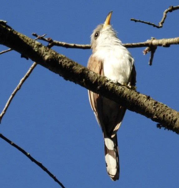 Yellow-billed Cuckoo - ML641080709