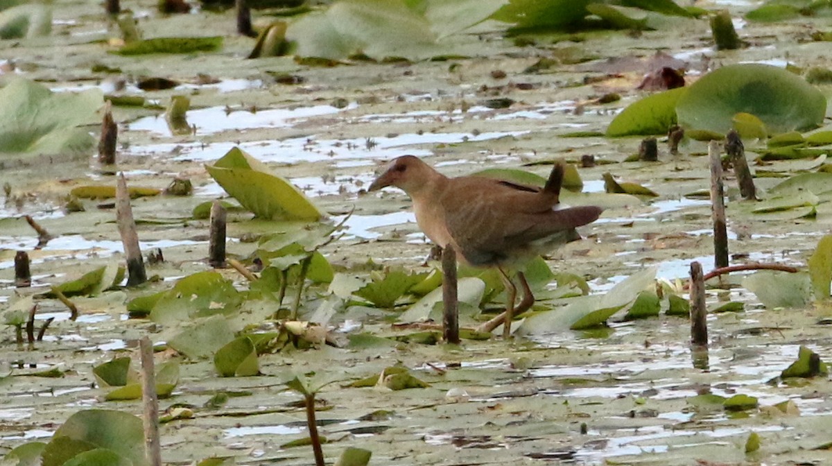 Purple Gallinule - ML641080723