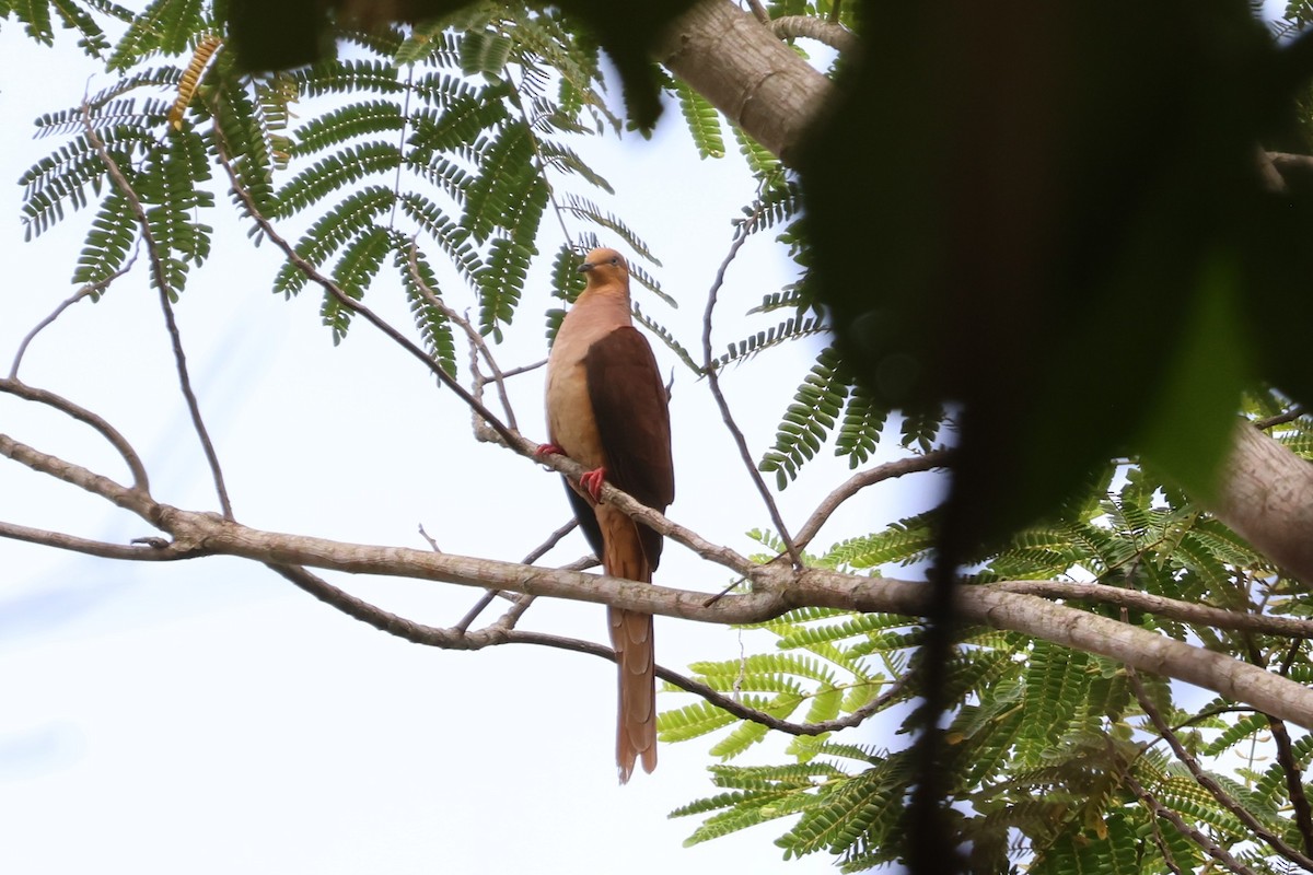 Sultan's Cuckoo-Dove - ML641080734