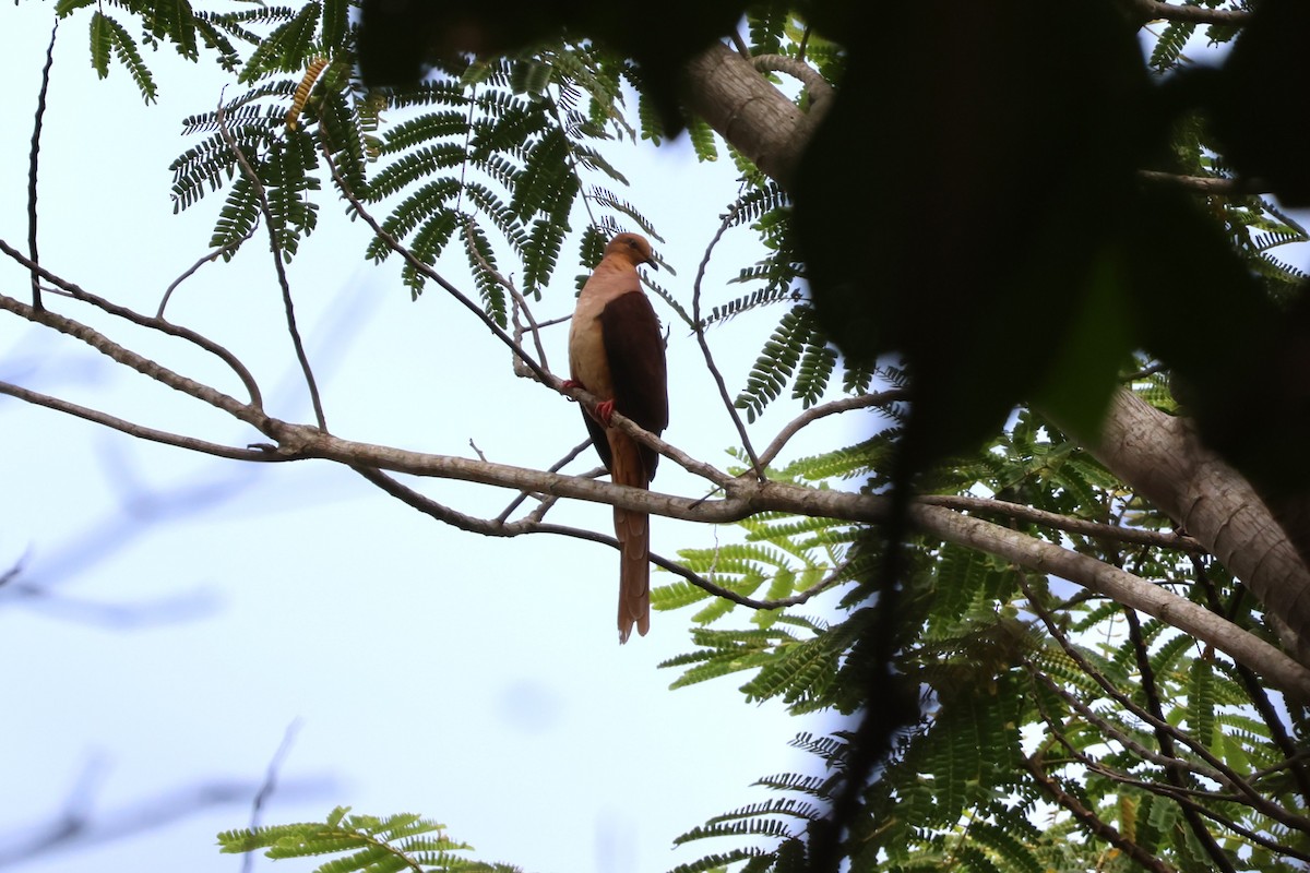 Sultan's Cuckoo-Dove - ML641080735