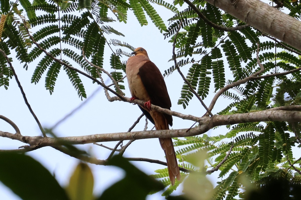 Sultan's Cuckoo-Dove - ML641080736