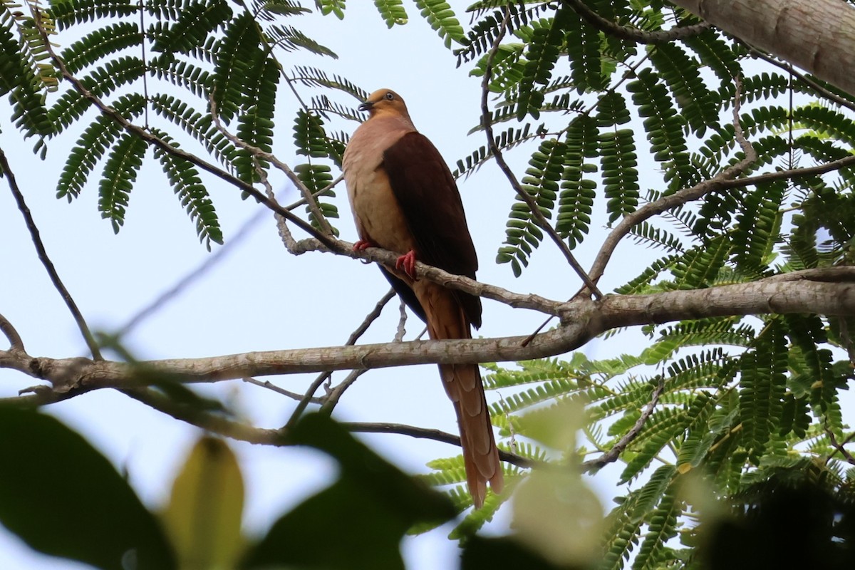 Sultan's Cuckoo-Dove - ML641080737
