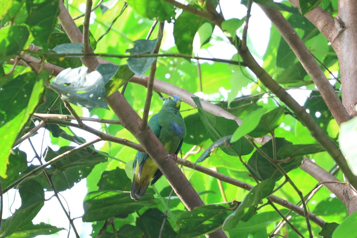 Blue-capped Fruit-Dove - ML641080800