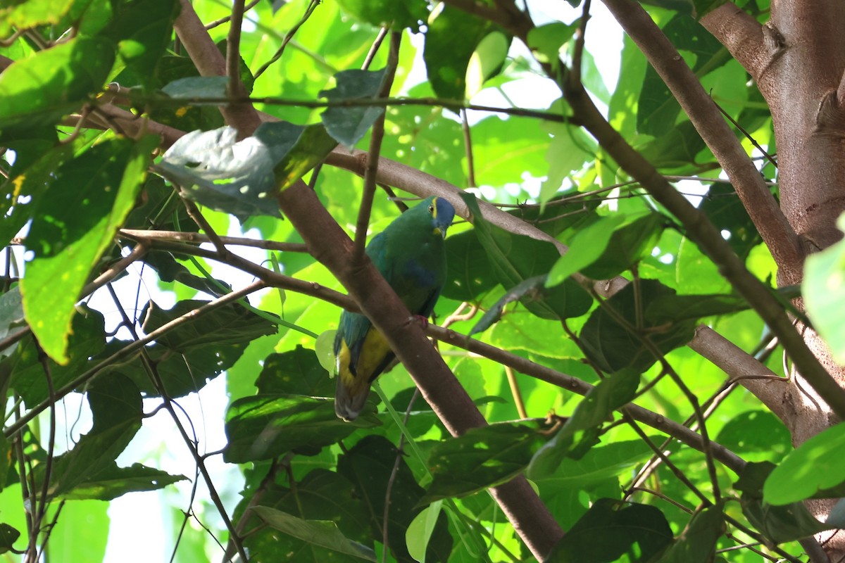 Blue-capped Fruit-Dove - ML641080803