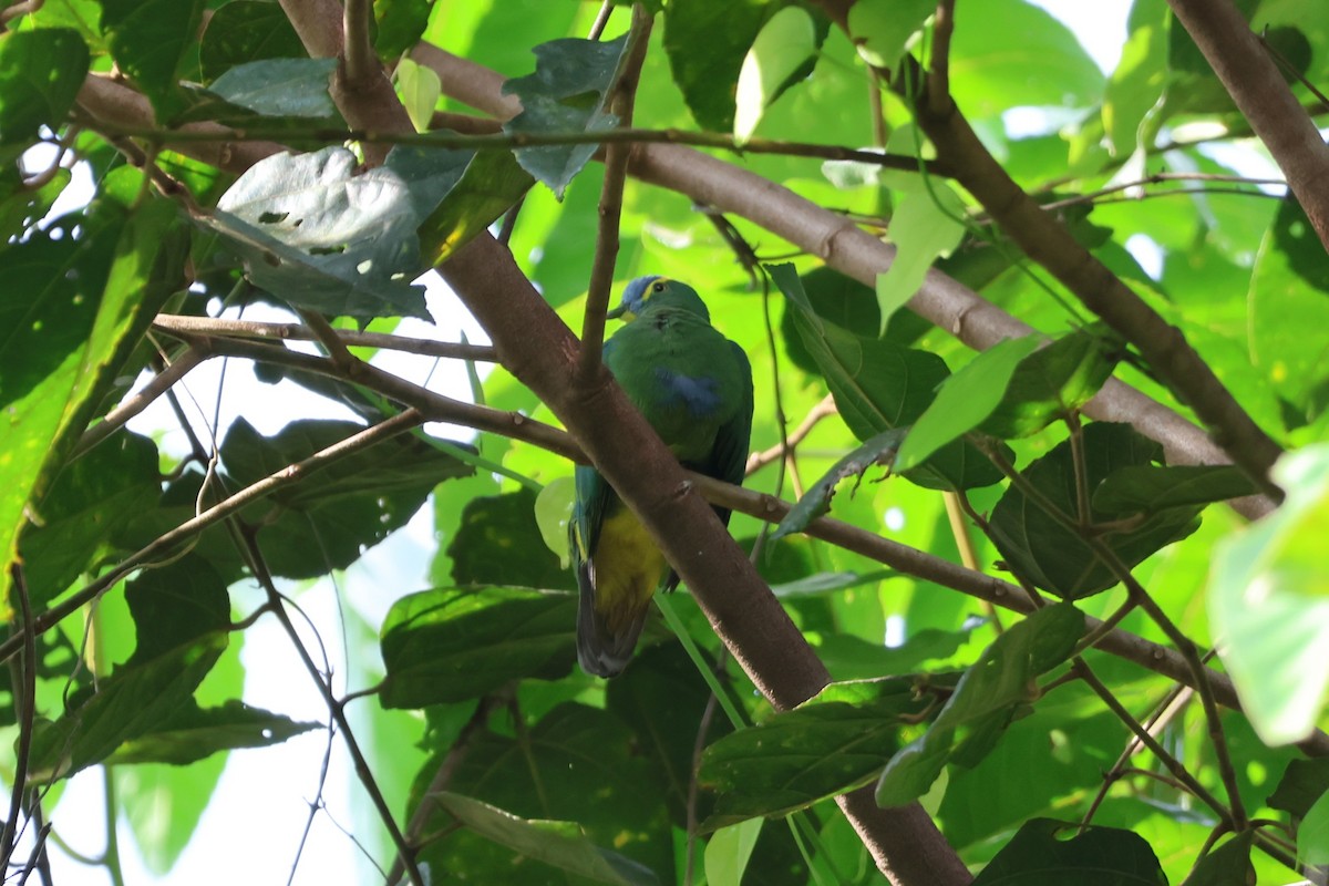 Blue-capped Fruit-Dove - ML641080804
