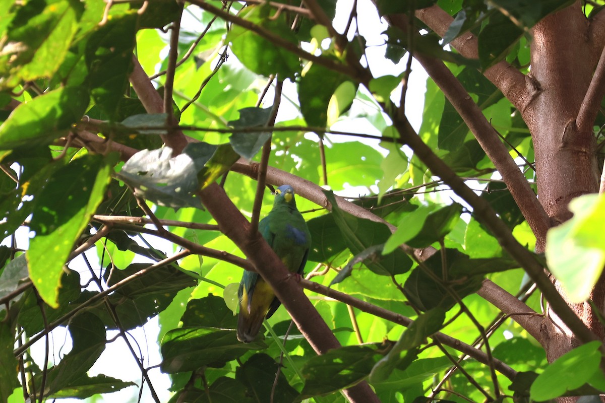 Blue-capped Fruit-Dove - ML641080805