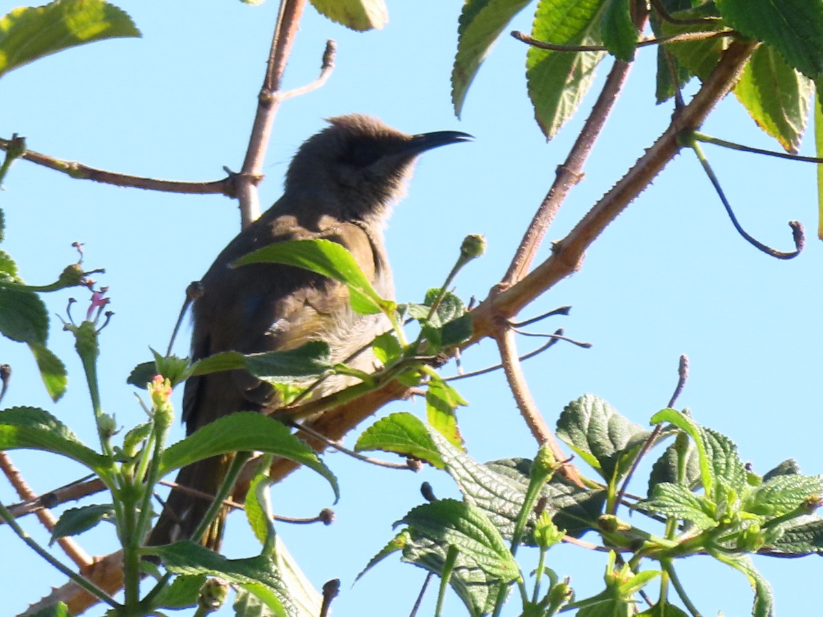 Brown Honeyeater - ML641080809