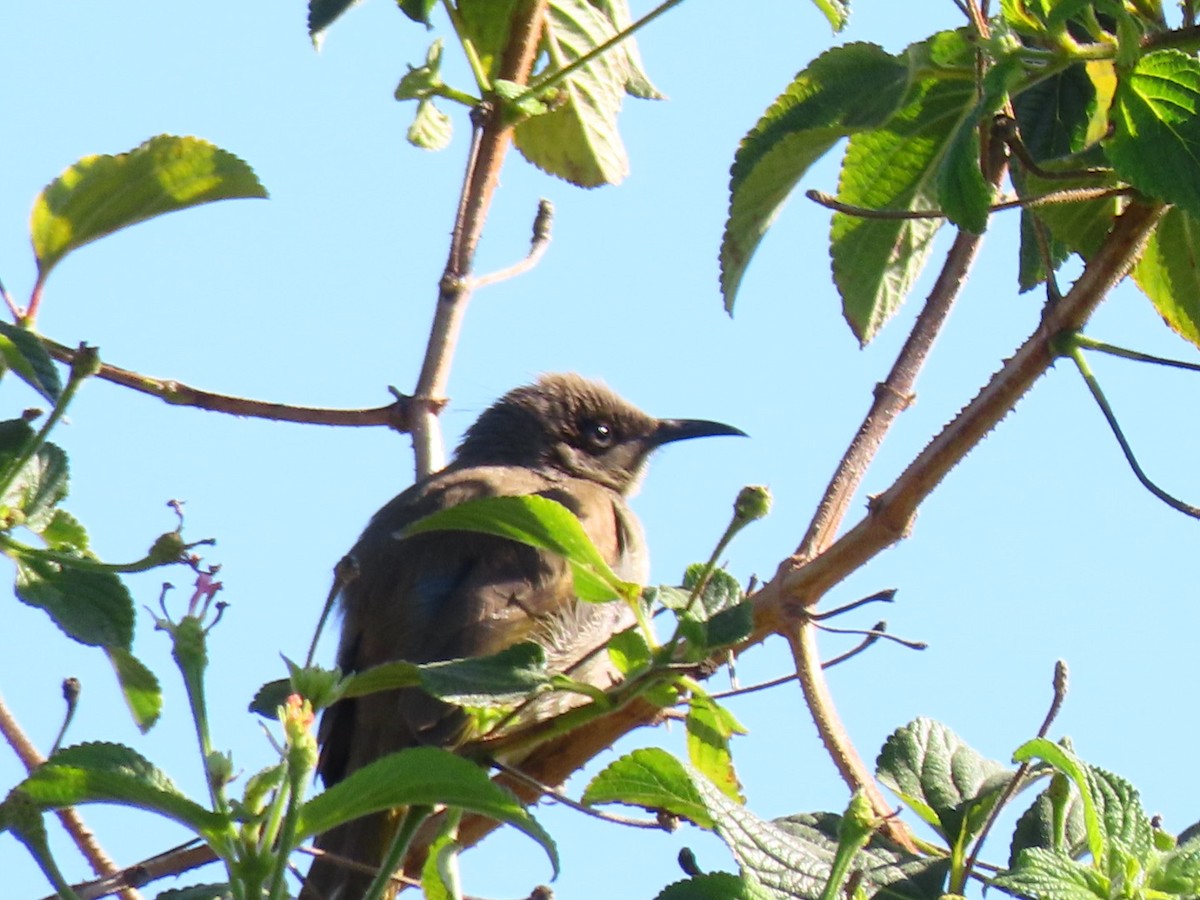 Brown Honeyeater - ML641080810