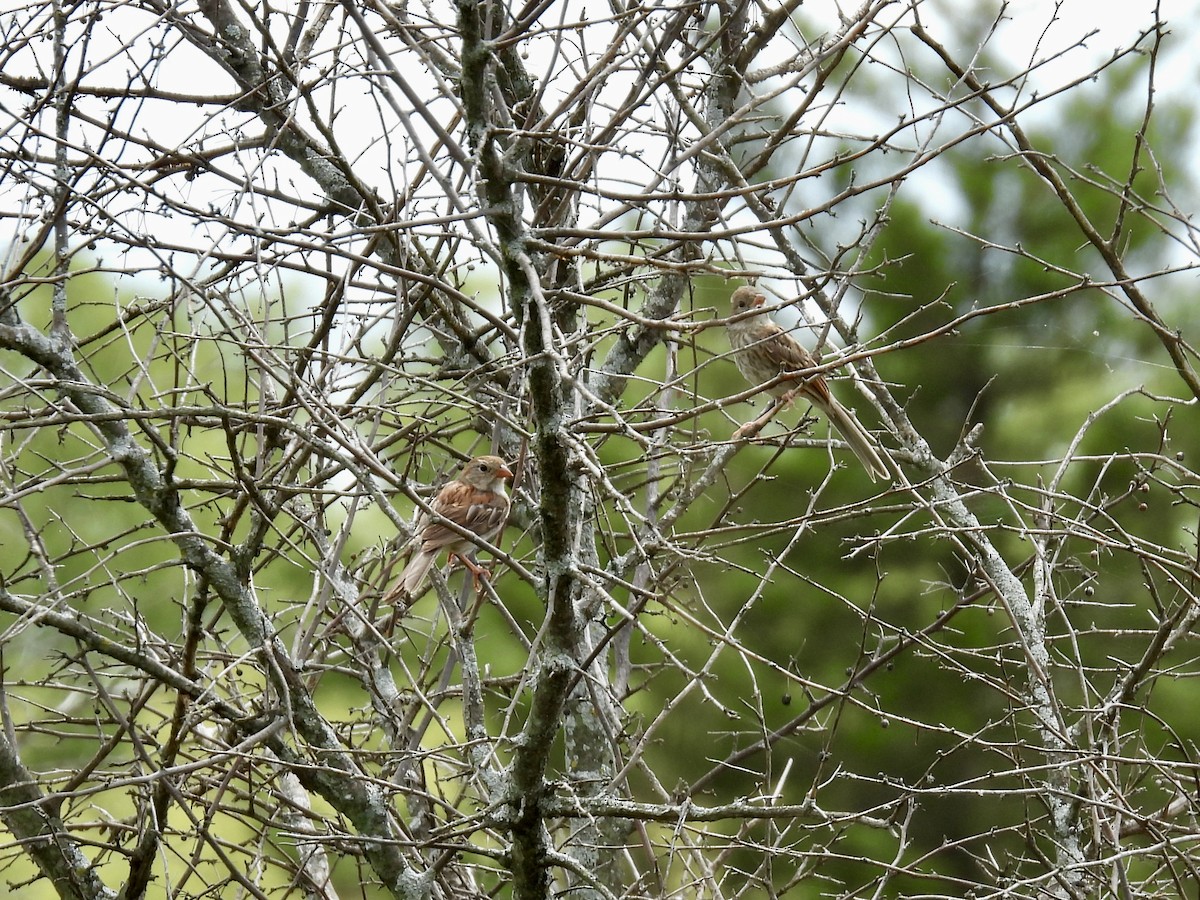 Field Sparrow - ML641080873
