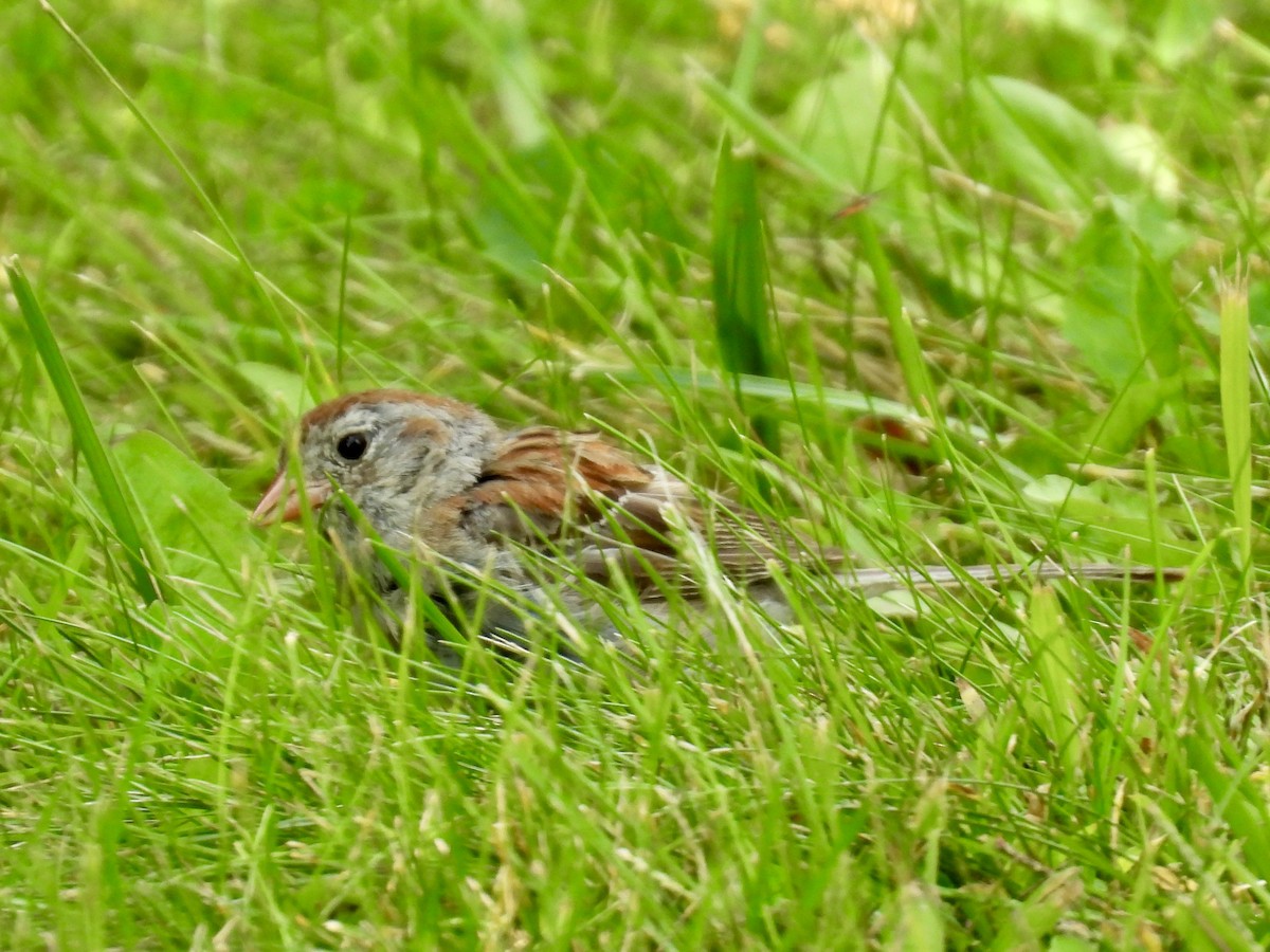 Field Sparrow - ML641080874