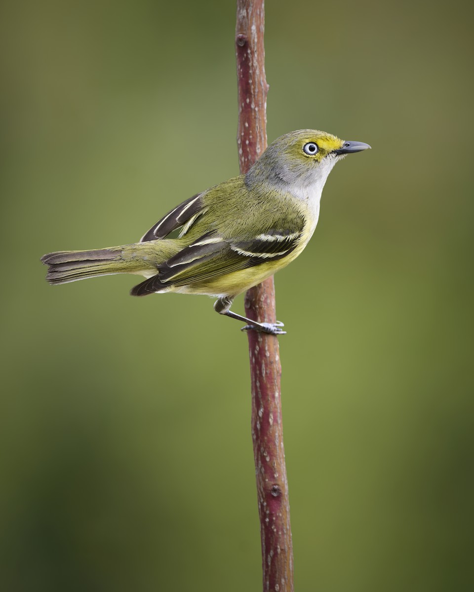 White-eyed Vireo - ML641080893