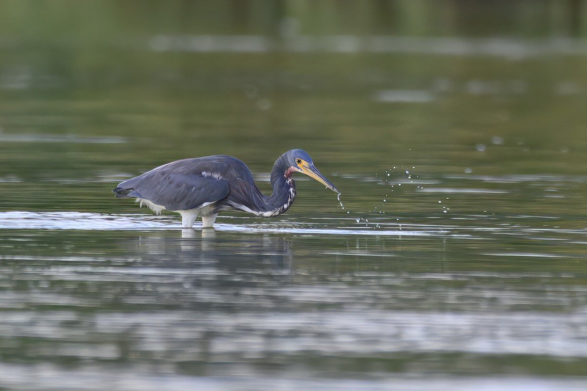 Tricolored Heron - ML641080935