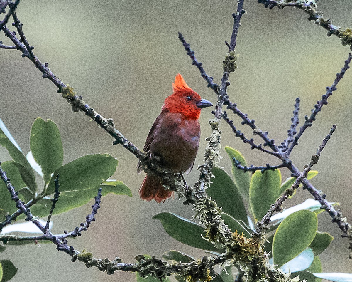 Crested Ant-Tanager - ML641080949