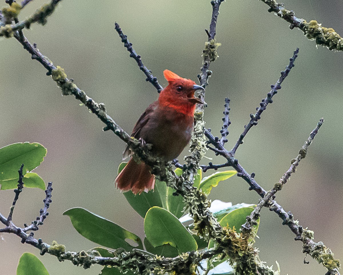 Crested Ant-Tanager - ML641080950
