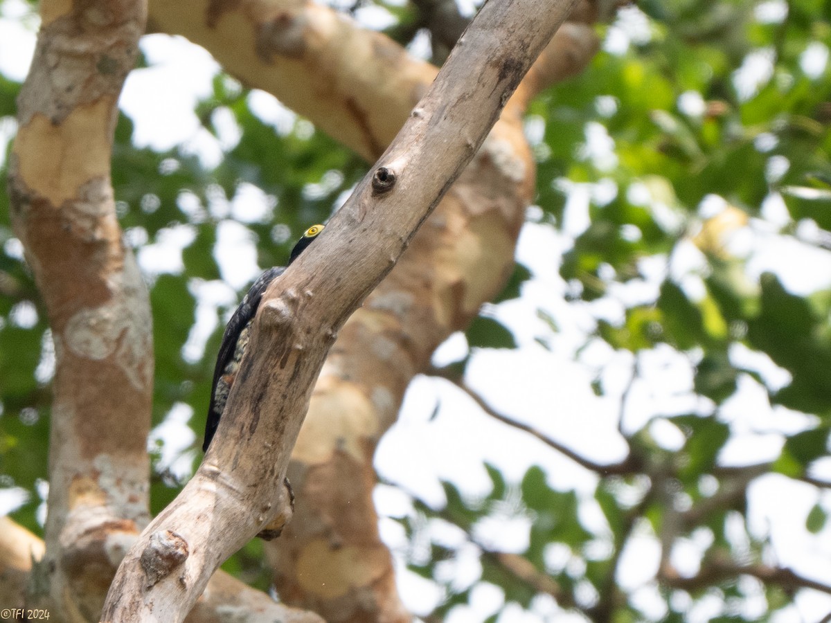 Yellow-tufted Woodpecker - ML641080964