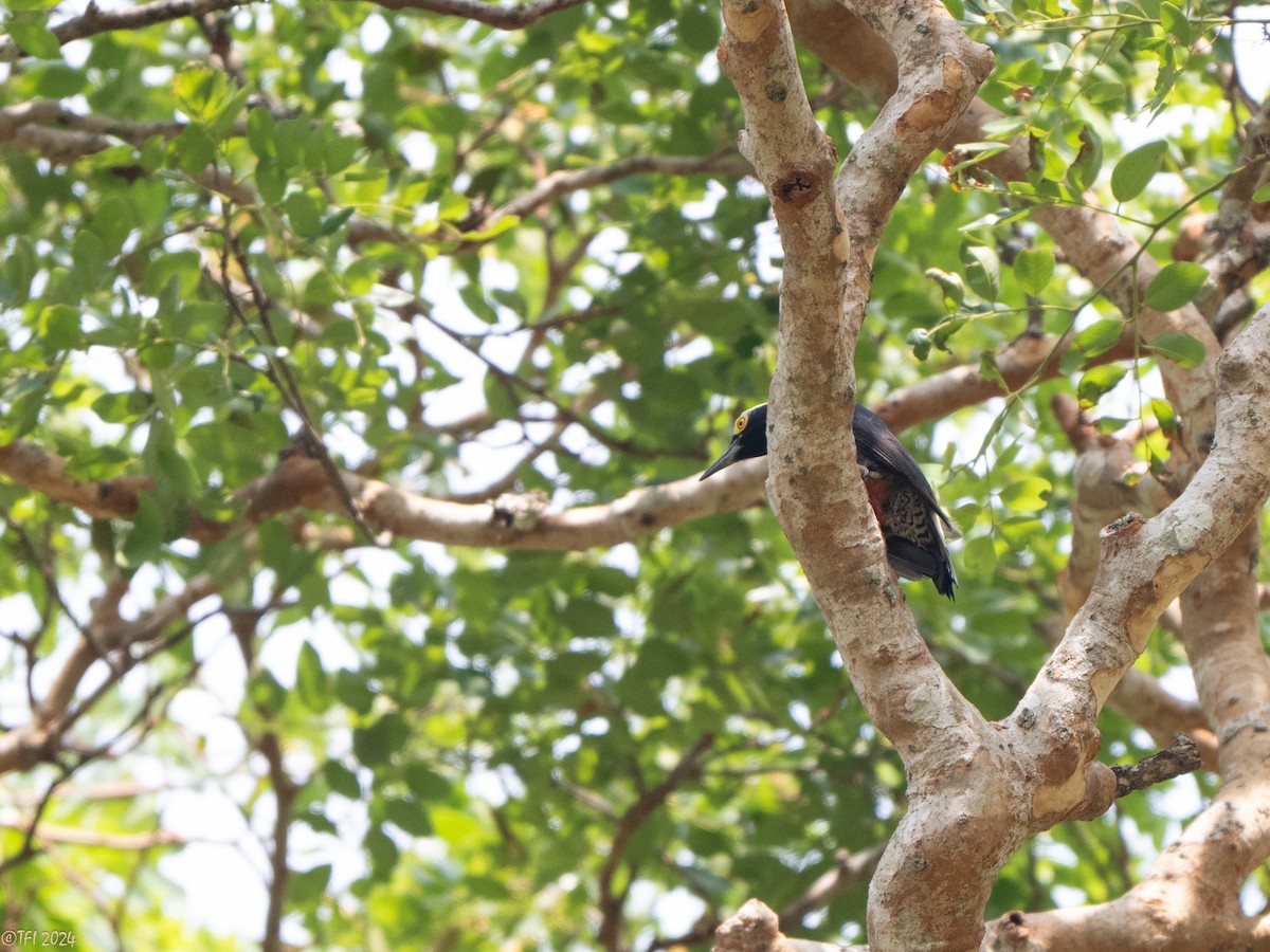Yellow-tufted Woodpecker - ML641080969