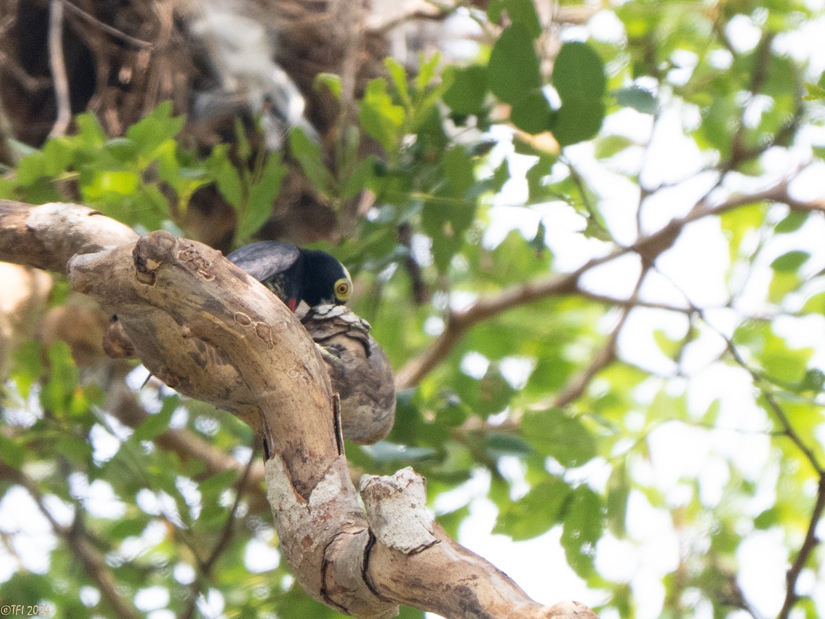 Yellow-tufted Woodpecker - ML641080978
