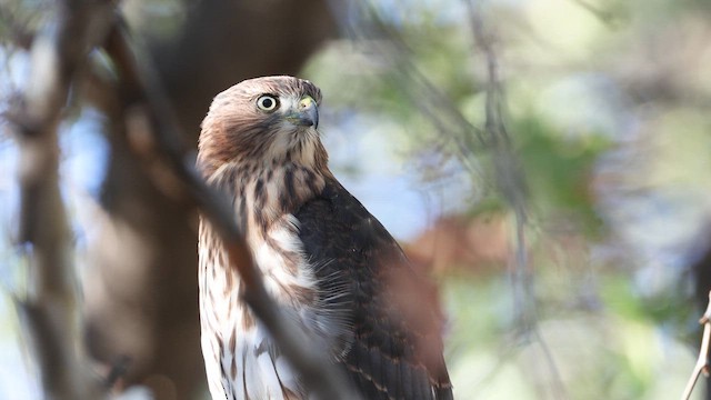 Cooper's Hawk - ML641080984