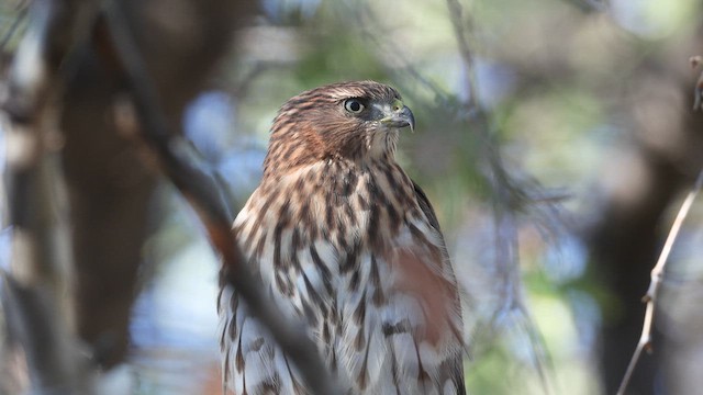 Cooper's Hawk - ML641080990