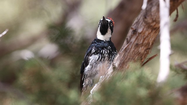 Acorn Woodpecker - ML641080992